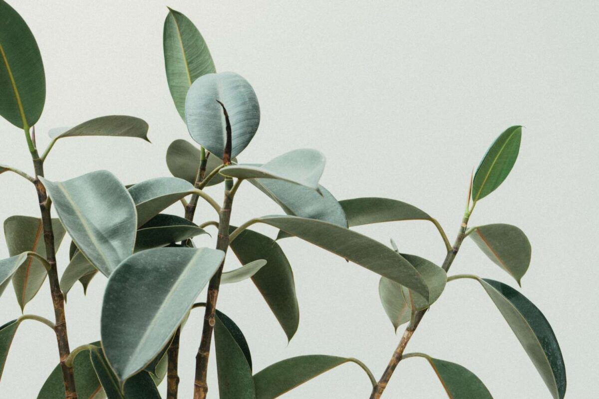 Embrace Growth